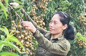 Chí Linh thu hoạch xong trà nhãn sớm với giá bán cao